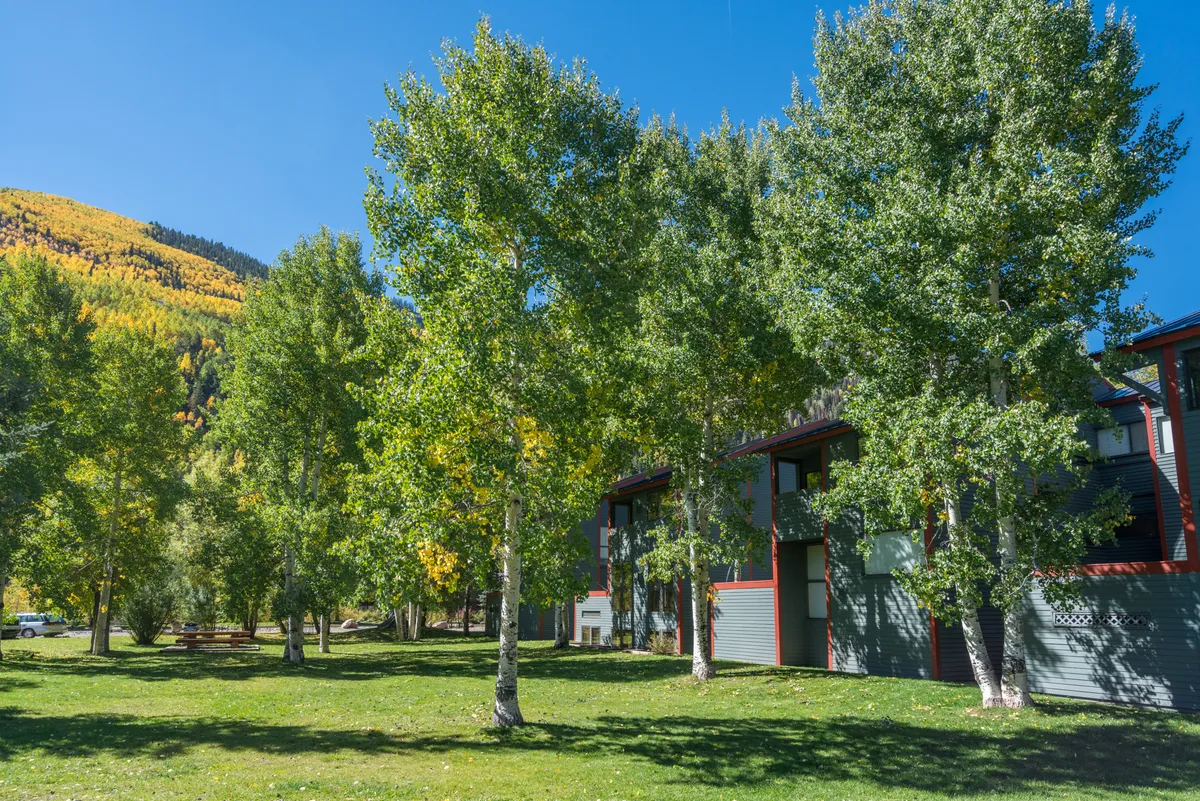 A vibrant exterior scene of lush green trees, colorful mountain landscape, and modern building architecture ideal for outdoor gatherings, picnics, or grilling. It conveys the communal green space and opportunities for connecting with others.